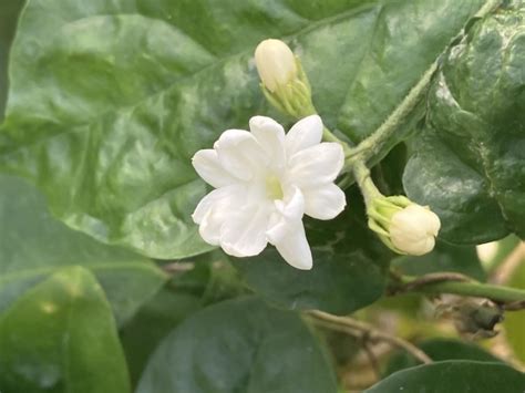 種茉莉花|茉莉花 (マツリカ)の育て方！植え替えや剪定方法・増。